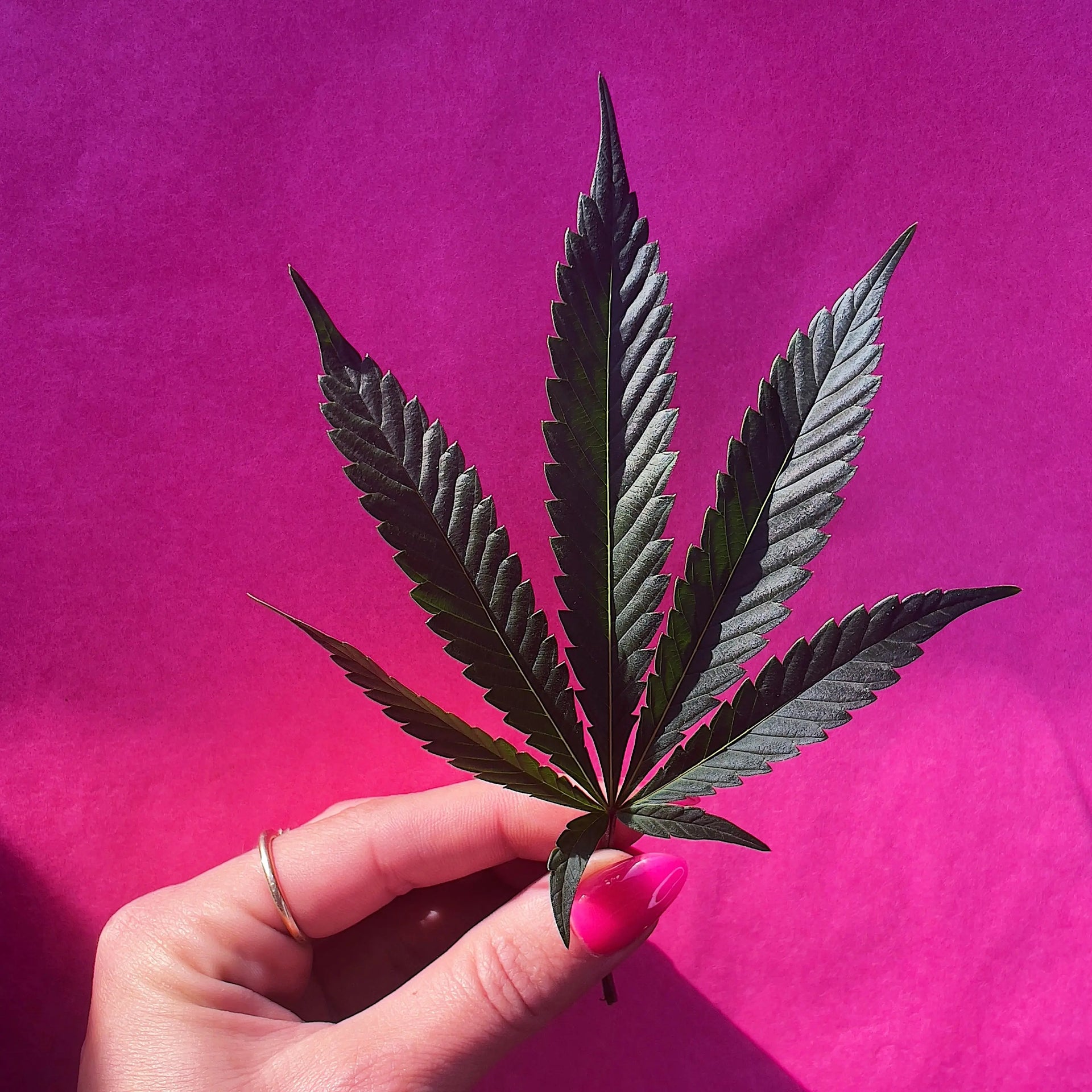 The Best Gifts for Stoners • 💕 Pink and Red Pot Leaf Wrapping