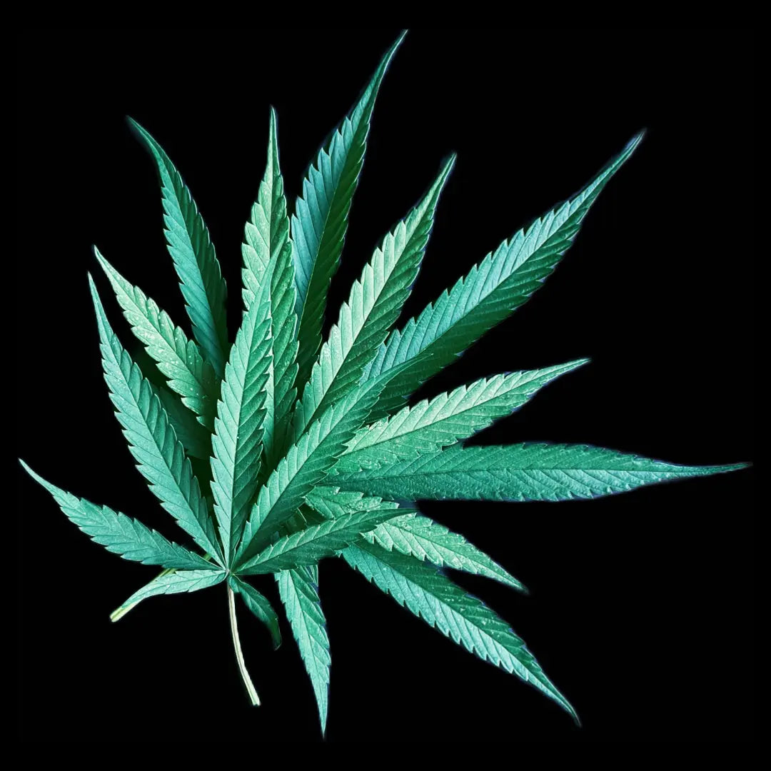 cannabis leaf real